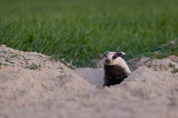 Wall Mural - European badger after leaving the burrow (Meles meles)