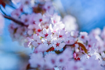 Poster - Spring cherry blossom