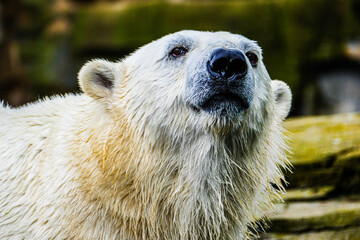 polar bear cub