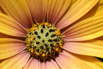 Wall Mural - Photo of orange-yellow African daisy