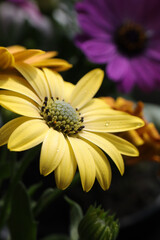 Wall Mural - Photo of orange-yellow African daisy