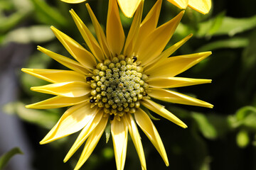 Wall Mural - Photo of orange-yellow African daisy
