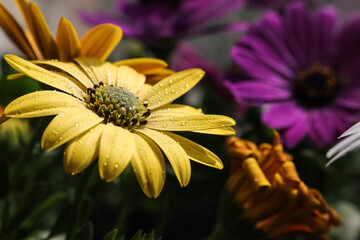 Wall Mural - Photo of orange-yellow African daisy