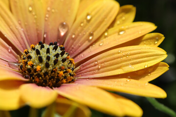 Wall Mural - Photo of orange-yellow African daisy