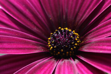 Wall Mural - Macro photo in a beautiful shaMacro photo in a beautiful shade of purple African daisyde of purple African daisy