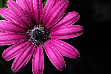 Wall Mural - Macro photo in a beautiful shade of purple African daisy
