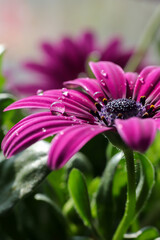 Wall Mural - Macro photo in a beautiful shade of purple African daisy