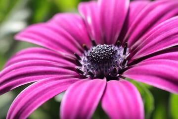 Wall Mural - Macro photo in a beautiful shade of purple African daisy