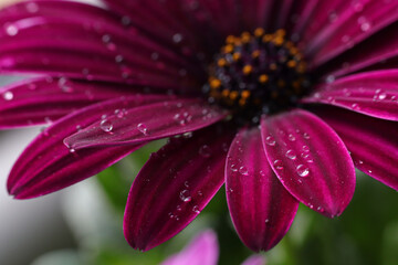 Wall Mural - Macro photo in a beautiful shade of purple African daisy