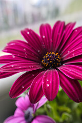Wall Mural - Macro photo in a beautiful shade of purple African daisy