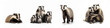 Wildlife forest woods animals european badgers banner panorama long - Collection of cute badger animal (meles meles) family with baby, isolated on white background, Generative Ai.