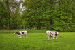 Two cows grazing in the field by the forest. Fresh green, springtime, the Netherlands.
