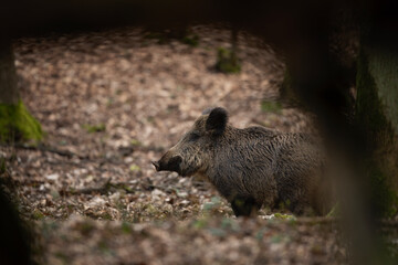 Wall Mural - Group of wild pig in the spring forest. Wild sow with small piglets in the wood. European wildlife. 