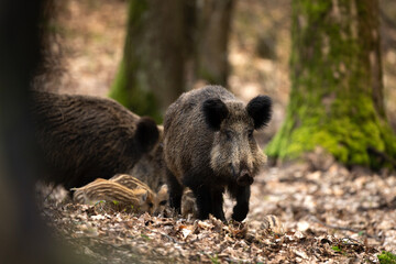 Sticker - Group of wild pig in the spring forest. Wild sow with small piglets in the wood. European wildlife. 