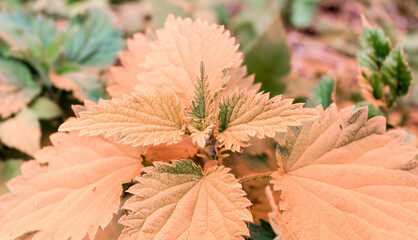 Canvas Print - orange nettle