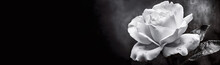 White Rose On A Dark Background. Condolence Card. Copy Space For Name, Text Or Quote. Black And White Illustration. Generative AI