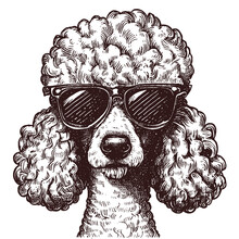 Cool Poodle Dog Wearing Sunglasses Sketch