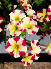 Wall Mural - Background of yellow and red petunia flowers in garden