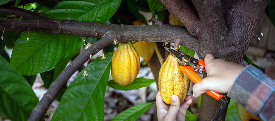 Sticker - Cocoa farmer uses pruning shears to cut the cocoa pods or fruit ripe yellow cacao from the cacao tree. Harvest the agricultural cocoa business produces.