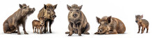 Wildlife Forest Woods Animals Wild Boars Banner Panorama Long - Collection Of Wild Boar Animal (sus Scrofa) Family With Baby, Isolated On White Background, Generative Ai.