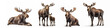 Wildlife forest woods animals wild moose  banner panorama long - Collection of mooses animal (alces alces) family with baby, isolated on white background, Generative Ai.