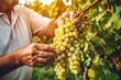 Close-up of a man picking white wine grapes on vine in vineyard. Generative AI
