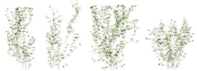 Fototapete - Clematis Lanuginosa creeper tree set, isolated on transparent background. 3D render.