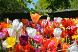Fototapeta Miasto - Beautiful colorful tulips blooming in Keukenhof garden in May. Different varieties and colors of tulips in Netherlands.