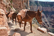 Mule pack train climbes from the bottom of the Grand Canyon.