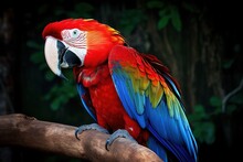 Nature's Colorful Gem, Scarlet Macaw Parrot With Its Dazzling Red And Blue Plumage Perched Majestically On A Branch