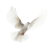 White Dove Flying , Isolated On Transparent Background Cutout , Generative Ai