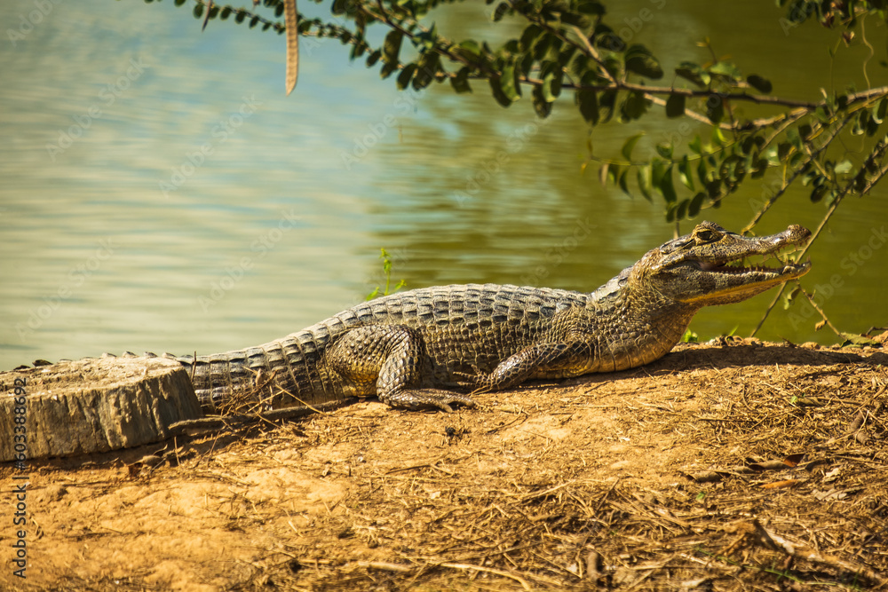 O jacaré-do-pantanal ou jacaré-do-paraguai (nome científico: Caiman ...