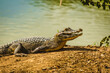 O jacaré-do-pantanal ou jacaré-do-paraguai (nome científico: Caiman yacare) The yacare caiman crocodile Family: Alligatoridae in Pantanal jungle Brazil