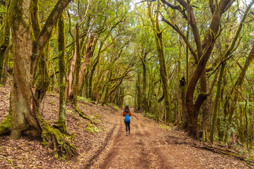 Wall Mural - Footpath in the mossy forest of Garajonay National Park, La Gomera, Canary Islands