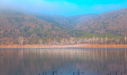Poster - Beautiful view of Eymir lake With segull flying - Ankara, Turkey.