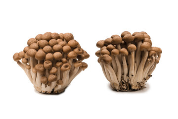 Wall Mural - Raw beech mushrooms isolated on white background.