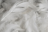 Fototapeta Boho - nice white duck feathers. background or texture