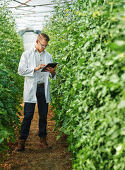 Scientist, farm and digital tablet for research with plants or ecology for agro and agriculture. Expert, science and growth for farming in a greenhouse for analysis of the environment with plant.