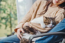 White Brown Black Scotish Cat In Woman Hug, Is About To Sleep, Asian Woman Holding Cute Cat In Herarm Beside The Window And Curtain With Relaxing Emotion.