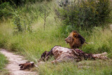 Fototapeta Sawanna - African lion male watching his prey in Kruger National park, South Africa ; Specie Panthera leo family of Felidae