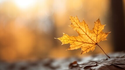 Wall Mural - Yellow maple leaf close up on blurred background. Generative AI.