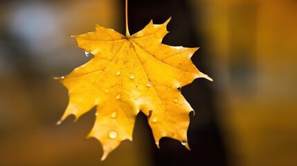 Wall Mural - Yellow maple leaf close up on blurred background. Generative AI.