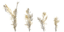 3d Illustration Of Set Seaweed  Isolated On Transparent Background