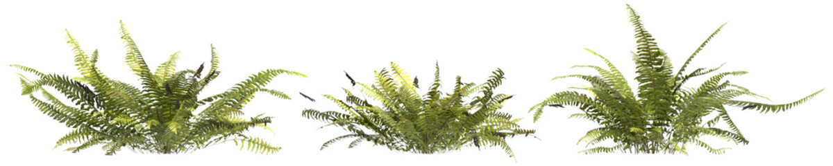 Wall Mural - 3d illustration of set sword fern plant isolated on transparent background