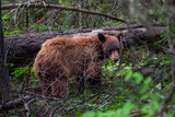Fototapeta Zwierzęta - black bear in Grand Teton National Park