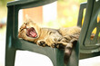 Cute and sleepy tiger cat lying on a green plastic chair outside in the garden, enjoying the nice weather and yawing