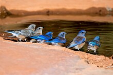 Mountain Bluebirds In A Natural Bird Bath In The Red Rocks Of Sedona Arizona After Rainfall