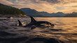 Begegnung mit der Wildnis: Ein faszinierender Orca in den Gewässern Norwegens