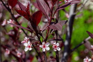 Wall Mural - Abstract macro texture background of white and red blooming flowers on a purple leaf sand cherry (prunus cistena) bush