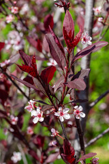 Wall Mural - Abstract macro texture background of white and red blooming flowers on a purple leaf sand cherry (prunus cistena) bush